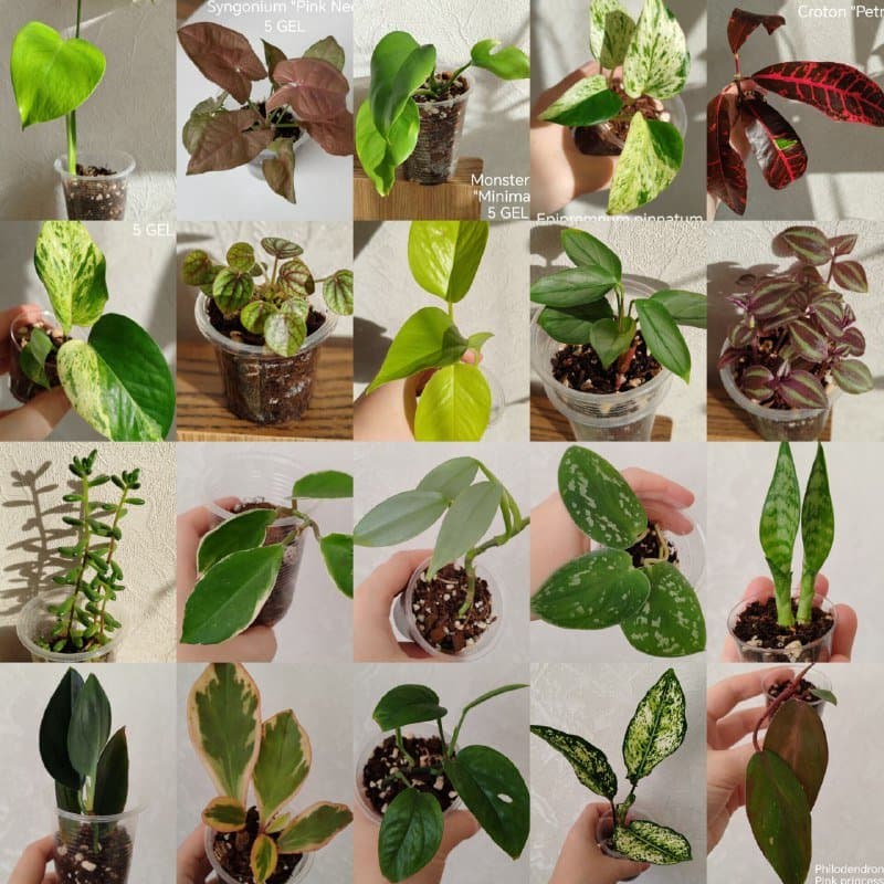 Комнатные растения