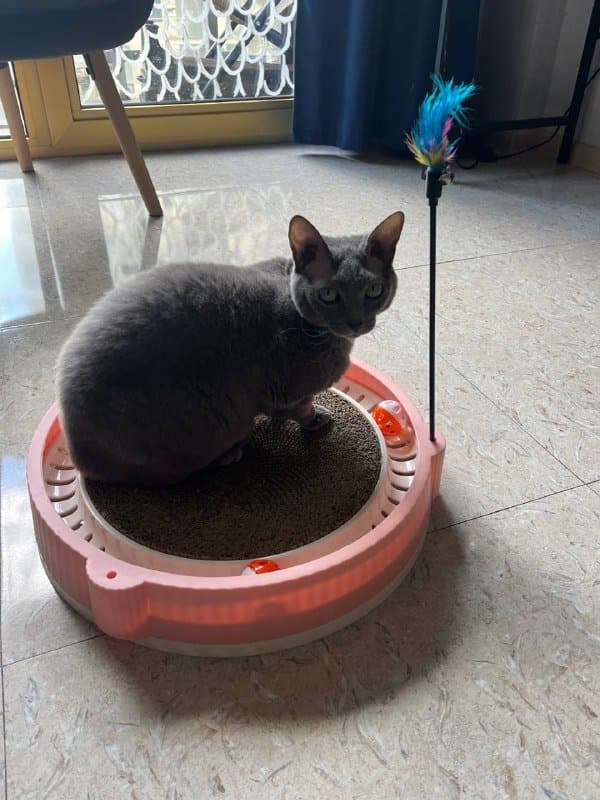 ΠΠΎΠ³ΡΠ΅ΡΠΎΡΠΊΠ° ΠΈΠ³ΡΡΡΠΊΠ° Π΄Π»Ρ ΠΊΠΎΡΠ΅ΠΊ