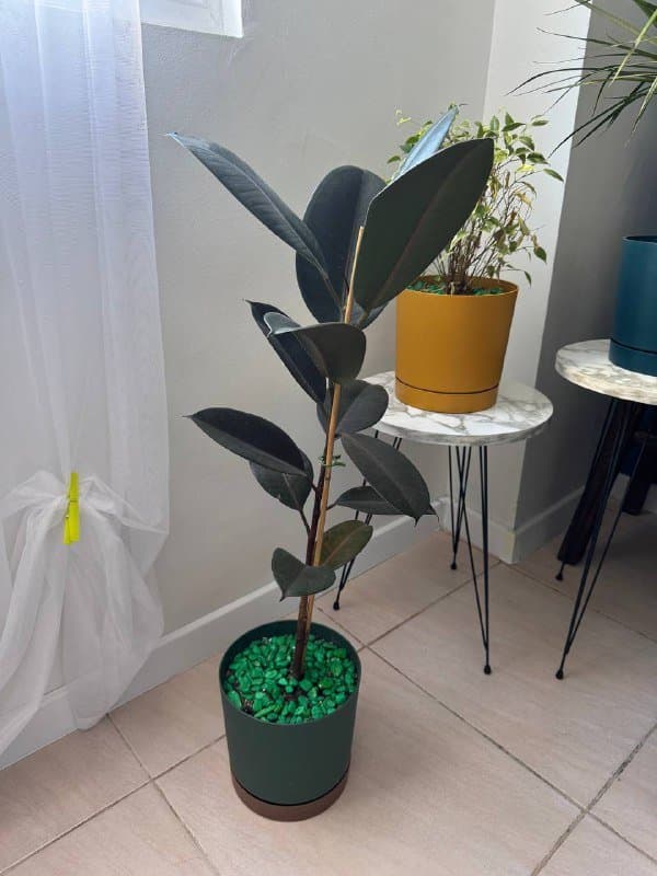 Фикус в горшке