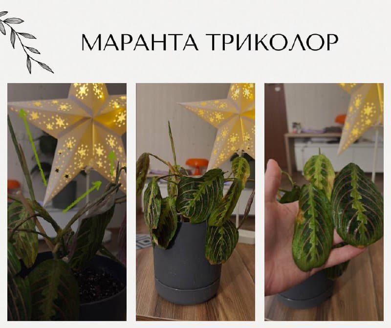 Маранта триколор растение