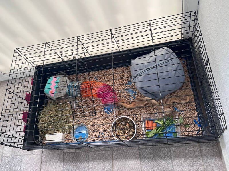 ΠΠ»Π΅ΡΠΊΠ° Ρ Π°ΠΊΡΠ΅ΡΡΡΠ°ΡΠ°ΠΌΠΈ ΠΈ ΠΌΠΎΡΡΠΊΠΈΠΌΠΈ ΡΠ²ΠΈΠ½ΠΊΠ°ΠΌΠΈ